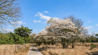 Zonnig met wat wolkjes en bloeiende krentebloesem