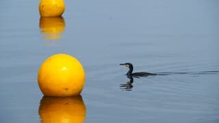 AALSCHOLVER TUSSEN DE BALLEN