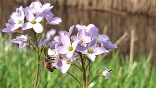 Honingbij op pinksterbloem