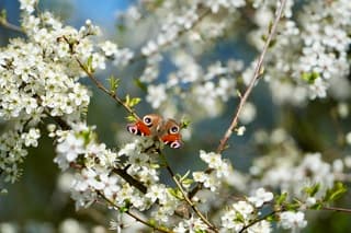 Dagpauwoog in de sleedoornbloesem