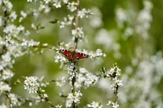 Dagpauwoog in de bloesem
