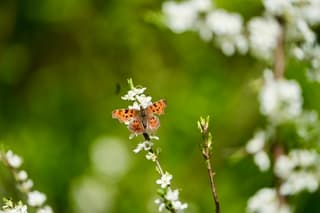 Gehakkelde aurelia in de bloesem