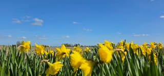Blauwe lucht met wolken en zon boven bloeiende narcissen 