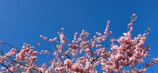 Strak blauwe lucht boven de provincie Groningen vanmiddag 