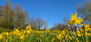 Strak blauwe lucht en zon boven bloeiende narcissen 