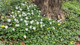 Genoeg kleur aan de kant van de weg 