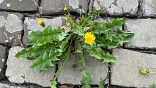 Ook een gewone paardenbloem gaat zijn eigen weg