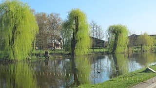 Treurwilgen blij met vrolijke look.