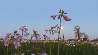 Een weiland met vol Pinksterbloemen met de Maan