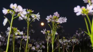 Pinksterbloemen en Maan