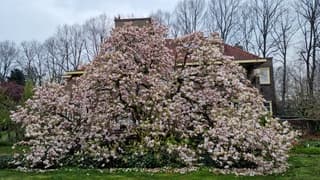 Bijna gedaan voor de reuze magnolia 