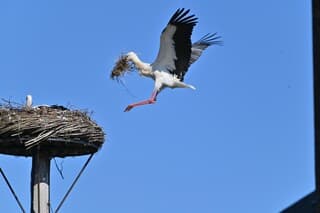 Ooievaar terug op nest