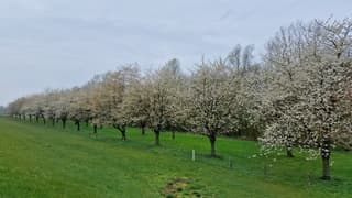 Ook de kersen komen eraan