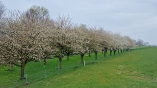 De kersen komen eraan