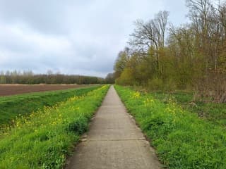 Donkere wolken en fleurig fluitekruid