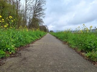 Wolken en fluitekruid