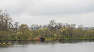 Bewolking en bloesem