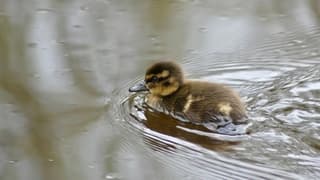 Jong eendje, 