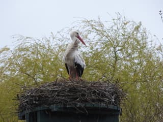 Vanmiddag in de polder van Eemnes.