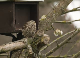 Steenuil in de kersenboom met laatste bloesem, kijkt naar  gevaar in de lucht 