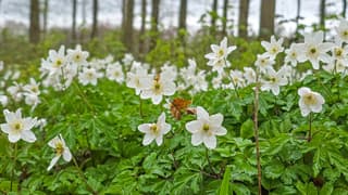 Witte donderdag met natte witte bosanemonen en bewolking