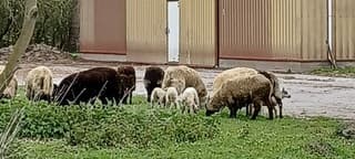 Schapen met lammetjes 