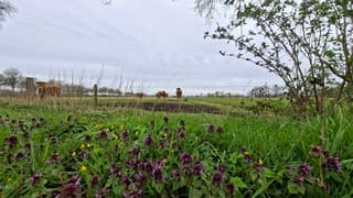 Bermbloemetjes met doorkijkje naar de koeien geven kleur aan deze grijze goede vrijdag
