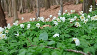 Lente bloeiers in het bos