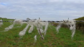 Wel wol geen schapen