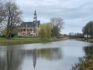 Treurwilg in de wind