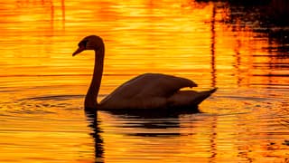 Zwaan tijdens zonsopkomst. 