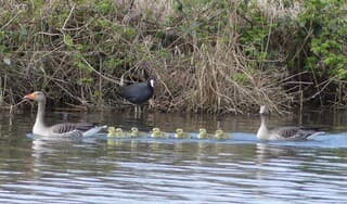 Meerkoet kijkt naar jonge ganzen
