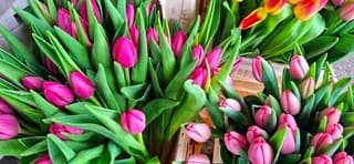 Tulpen hoort bij pasen voorjaar 