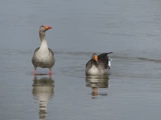 Ganzen genieten van de zon
