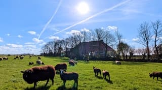 Alle lammeren genieten van de zon.
