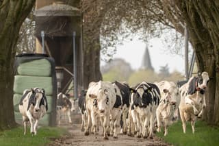 Blij de wei in, vanmorgen om 11 uur blij de lente in