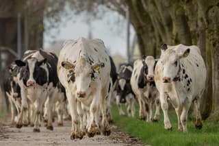 Jumpend de wei in vanochtend om 11 uur