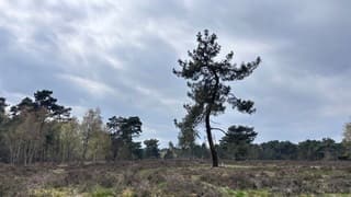 Over de hei