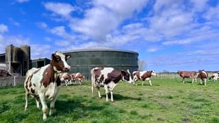 Koeien voor het eerst naar buiten