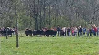 Buffeldans in Diepenveen 