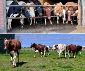 Koeien voor het eerst naar buiten