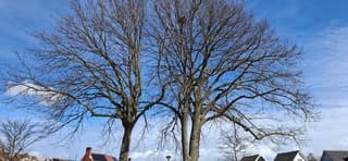Veel blauwe lucht maar nog kale bomen 