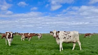 Koeien voor het eerst naar buiten 