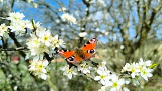Lente
