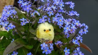 Paas kuikentje tussen de bloemetjes