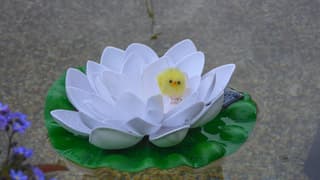 Vijver is weer schoon met een paas kuikentje