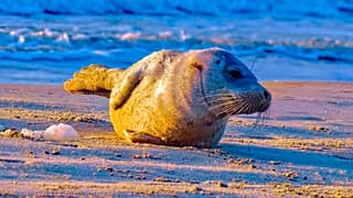 Zeehondje in de zon 
