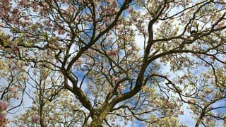 Magnolia en wolkenlucht 