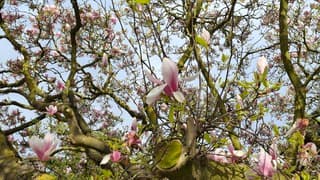 Magnolia bijna al uitgebloeid