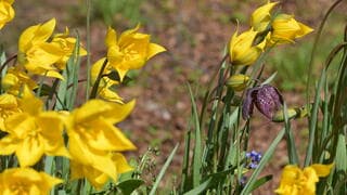 Kievitbloem in het zonnetje 